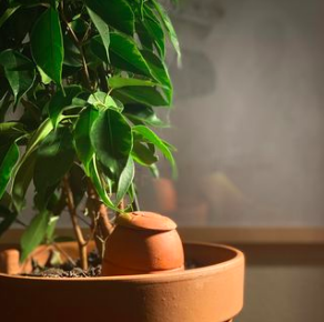 Olla - L'arroseur autonome de votre plante – Natuco