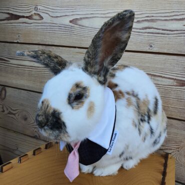 Col cravate pour lapin